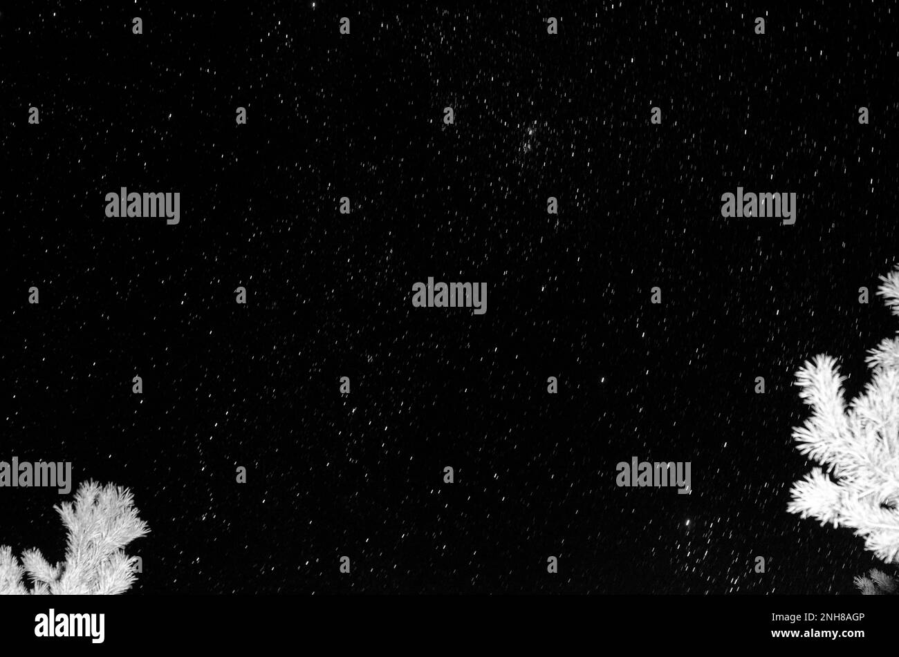 Fotografia astratta della cima del pino contro il cielo stellato. Messa a fuoco morbida. Foto Stock