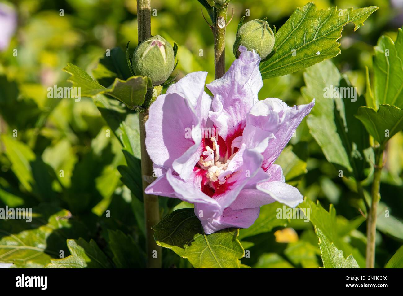 Hibiscus siriacus, colonna viola Foto Stock