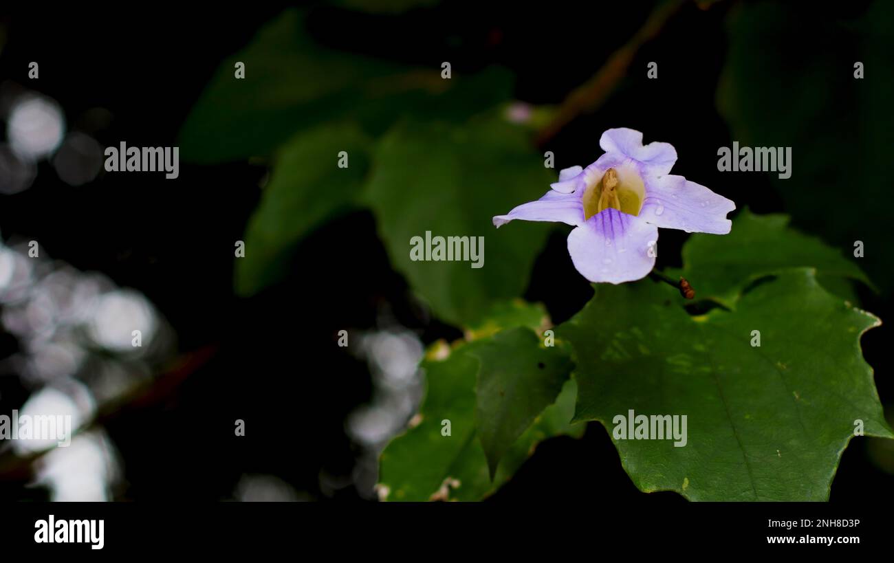 Fiore bianco con rugiada Foto Stock