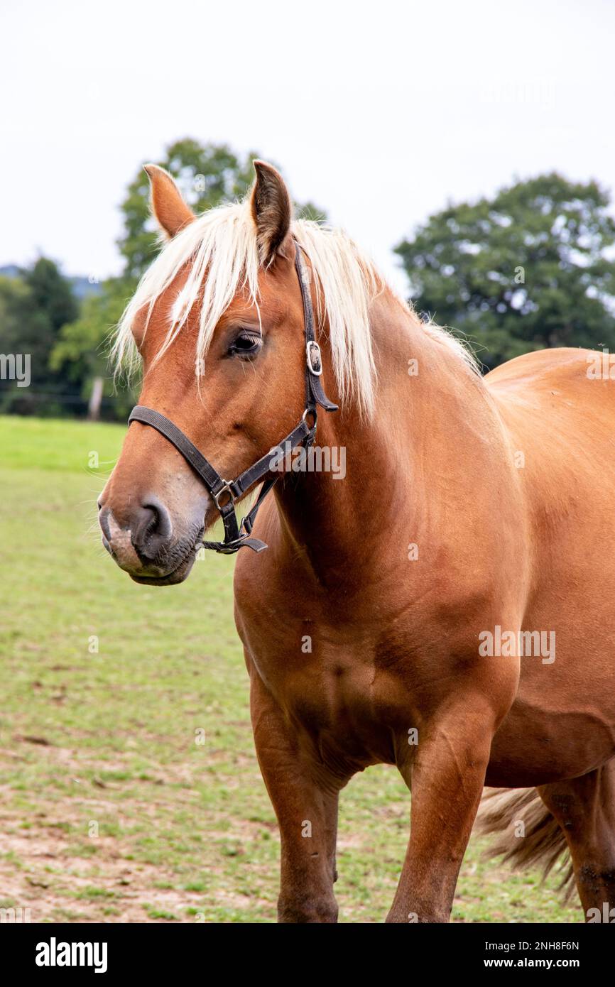 Ritratto di cavallo di razza Comtoise in profilo Foto Stock