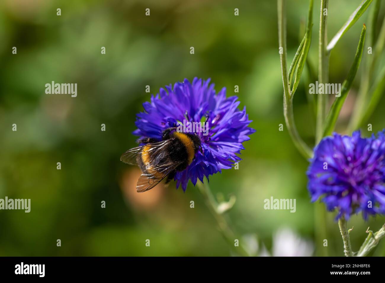 bomble boffs coda di buff che raccoglie polline dal fiore blu brillante del cornflower anche conosciuto come pulsante del bachelor Foto Stock