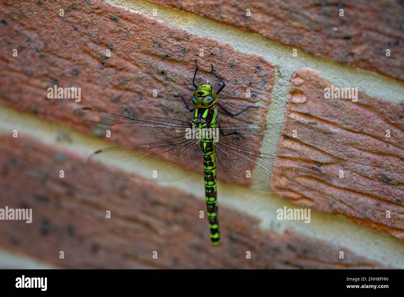 Southern Hawker libellula aeshna cyanea Foto Stock