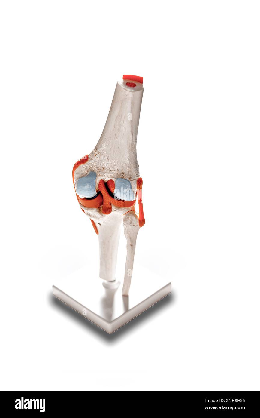 Modello medico dell'articolazione del ginocchio umano isolato su sfondo bianco Foto Stock