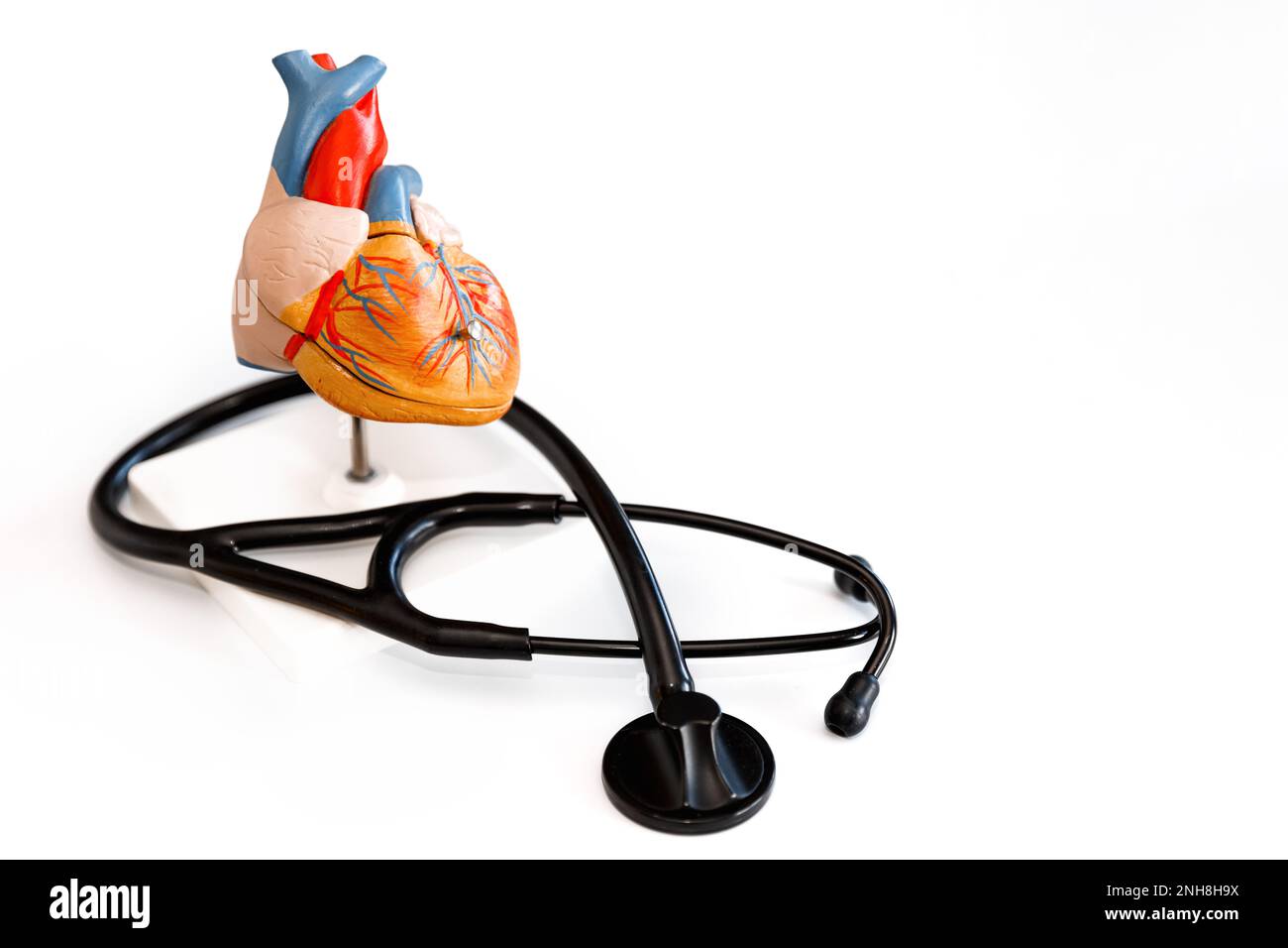 Modello anatomico del cuore umano nelle mani del medico. Consultazione cardiologica, trattamento delle malattie cardiache. Concetto medico Foto Stock