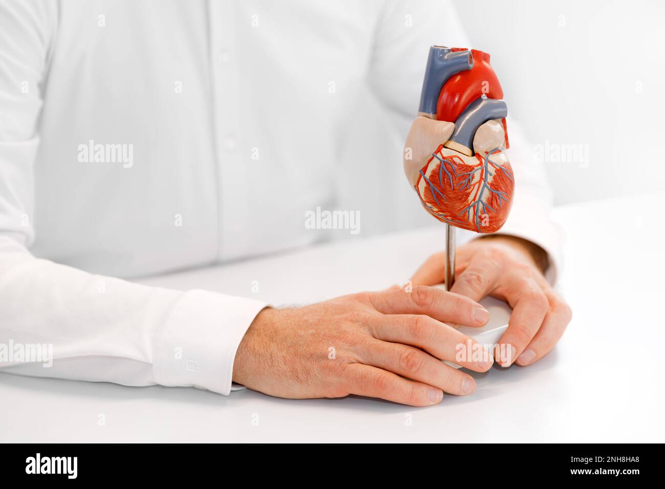 Modello anatomico del cuore umano nelle mani del medico. Consultazione cardiologica, trattamento delle malattie cardiache. Concetto medico Foto Stock