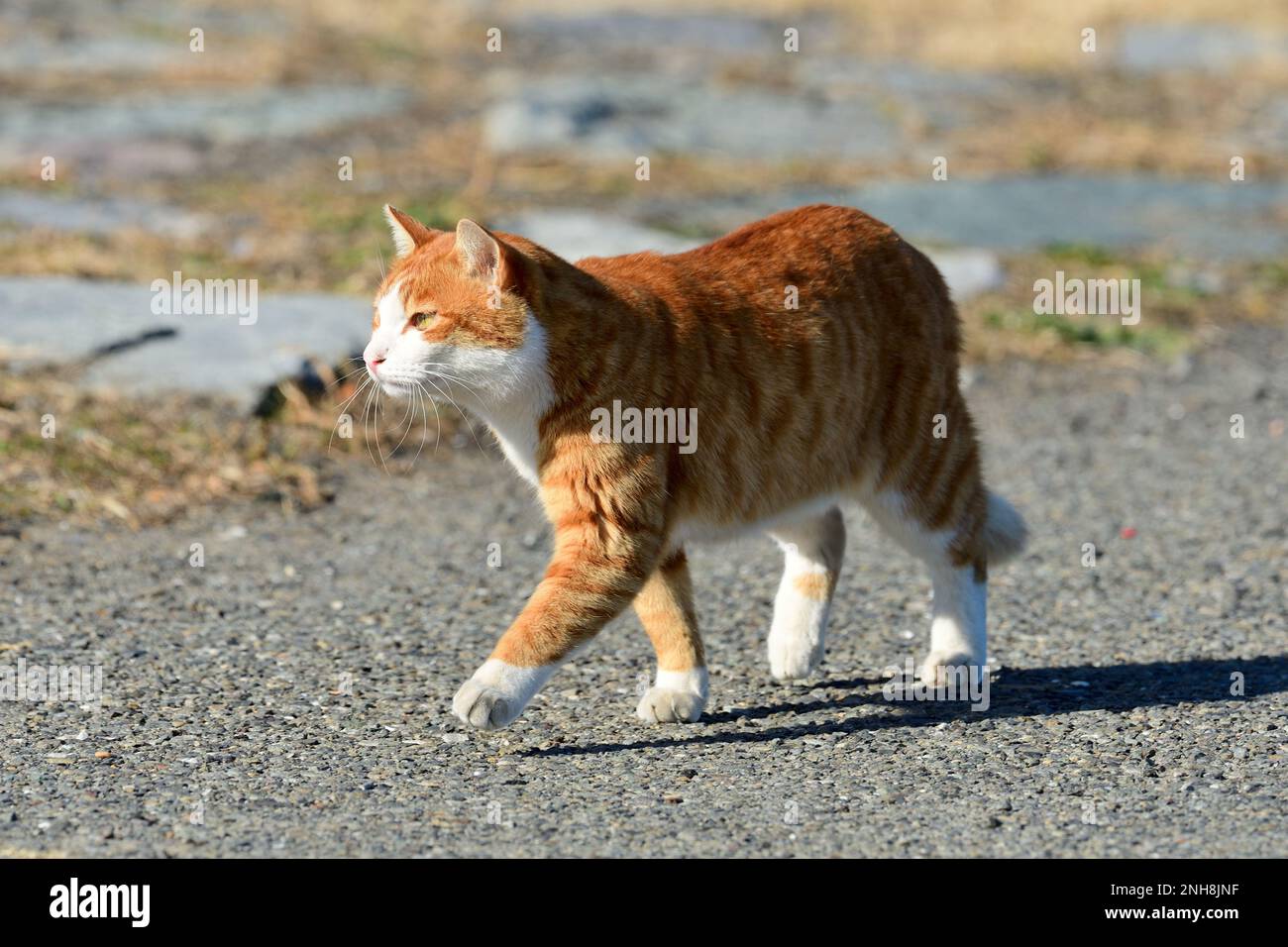 Gatto rosso tabby a piedi nel parco. Foto Stock