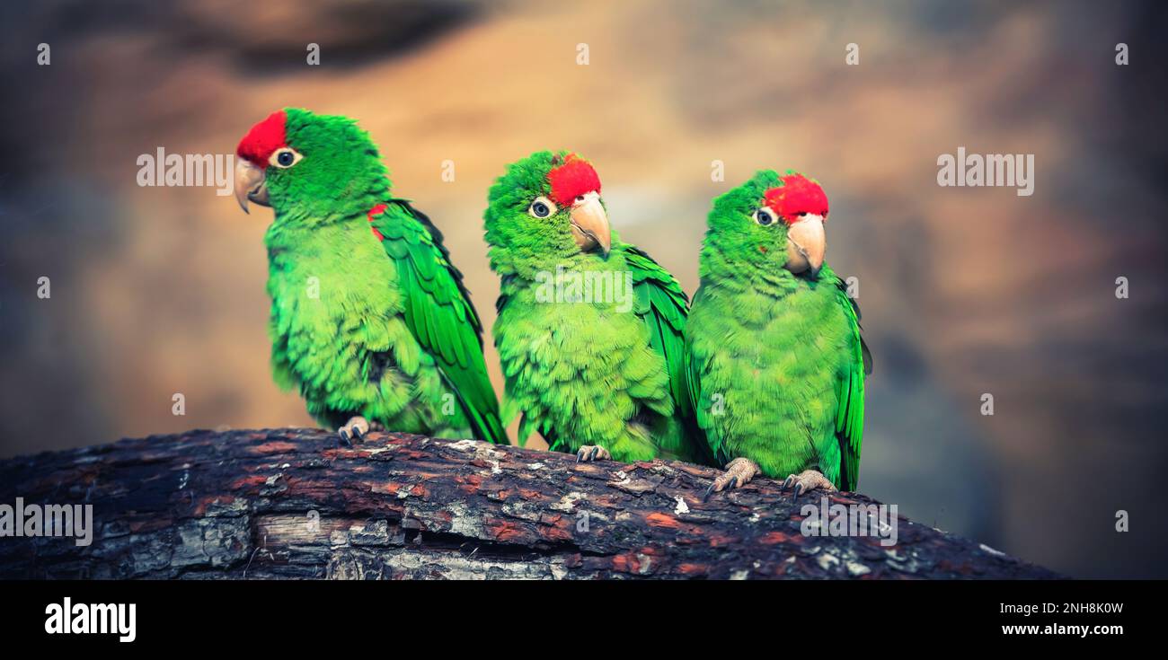 Il ritratto del cortigliero Psittacara frontatus nella luce del pomeriggio. Pappagallo sudamericano con fronte rosso seduto su un ramo. La migliore p Foto Stock