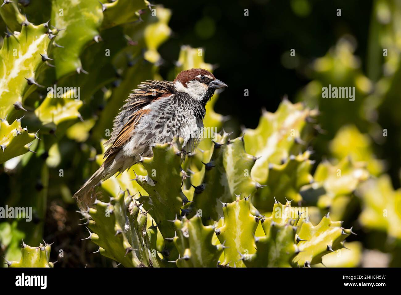 Passero spagnolo (Passer hispaniolensis) arroccato sull'isola di Fuerteventura. Foto Stock
