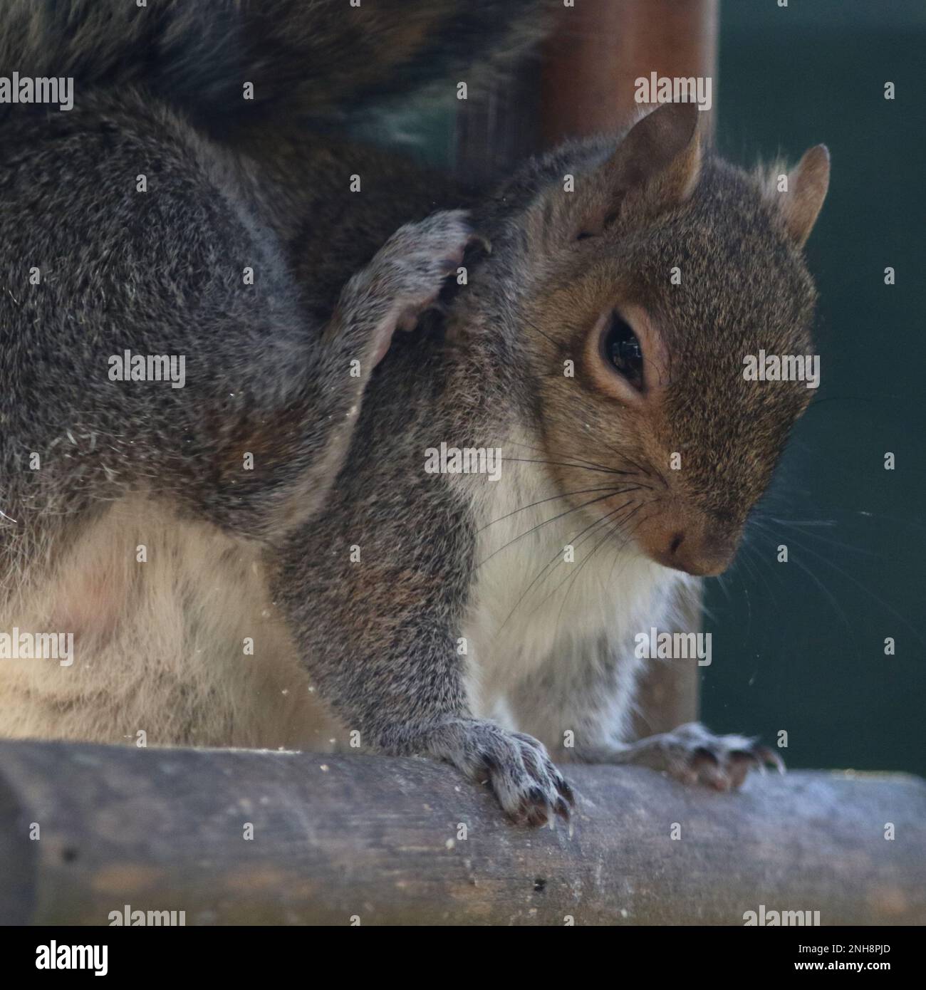 Scoiattolo grigio sulla tabella degli uccelli Foto Stock