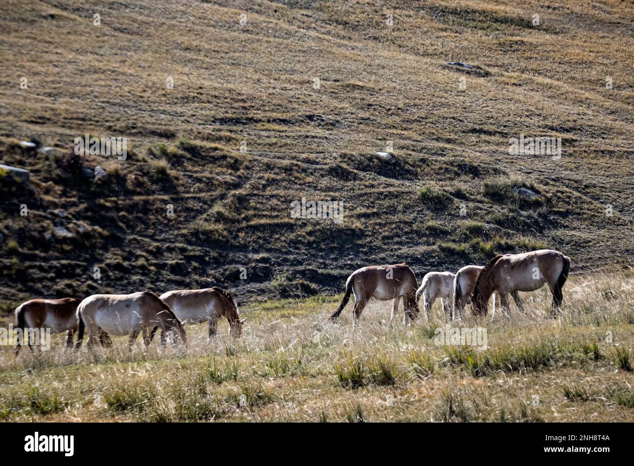 Il cavallo di Przewalski (Equus ferus przewalskii), noto anche come takhi in Mongolia, è considerato l’ultimo e l’unico cavallo selvatico rimasto specifico Foto Stock