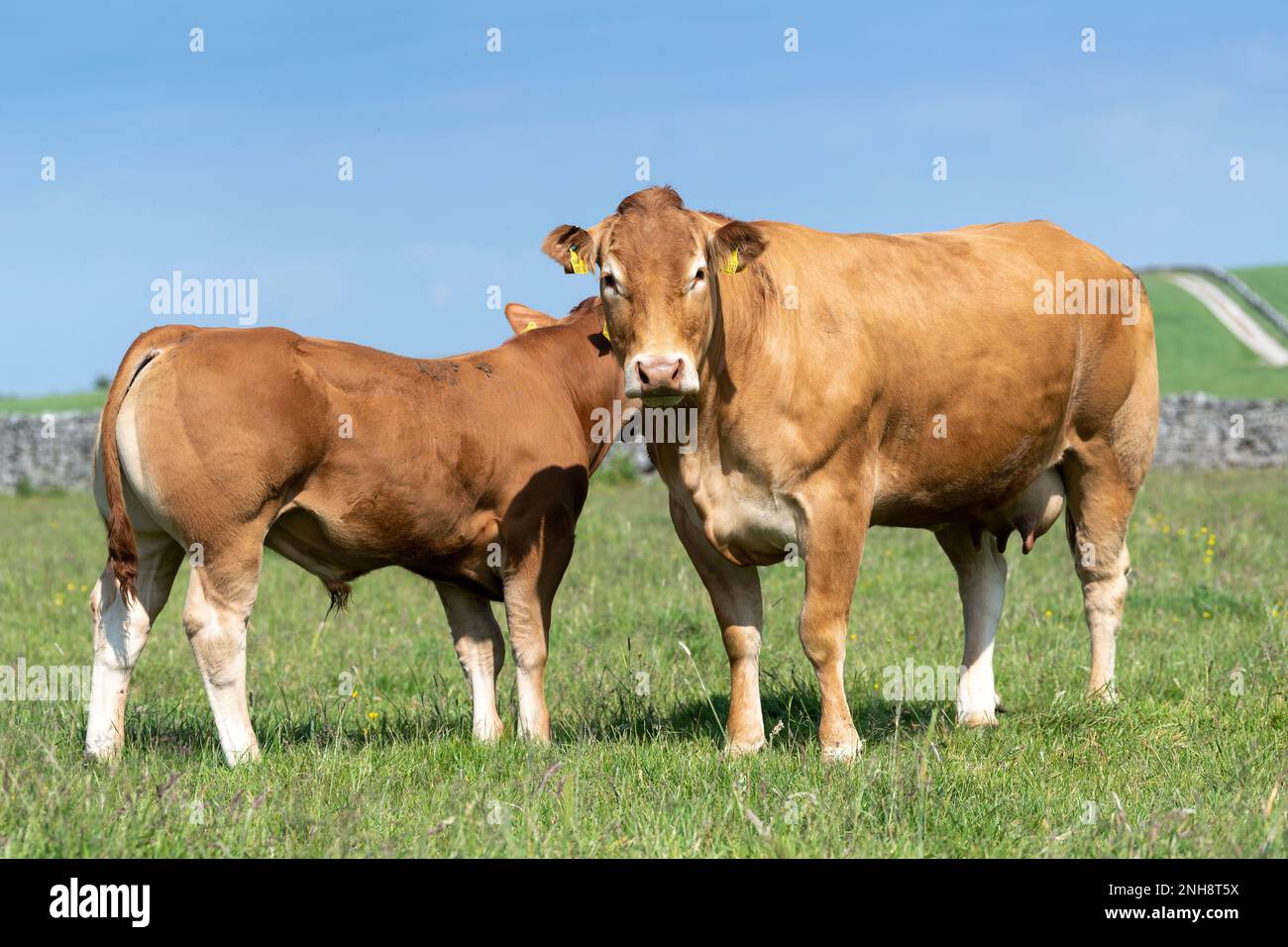 Pedigree Limousin mucca di manzo e vitello in alpeggi, Lancashire, Regno Unito. Foto Stock
