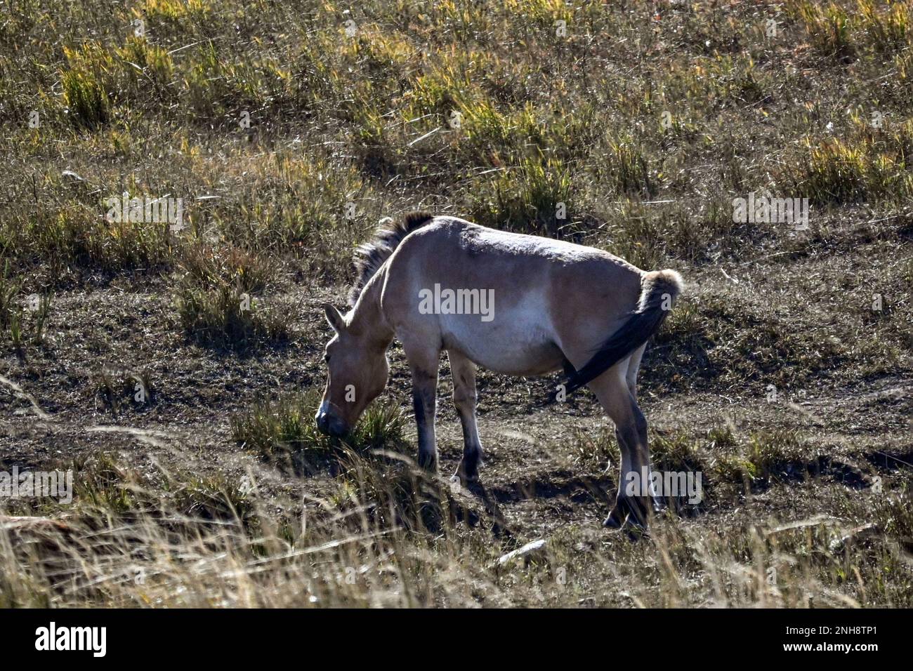 Il cavallo di Przewalski (Equus ferus przewalskii), noto anche come takhi in Mongolia, è considerato l’ultimo e l’unico cavallo selvatico rimasto specifico Foto Stock