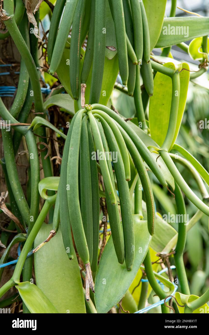 Planifolia di vaniglia, pod di vaniglia, riunione Foto Stock