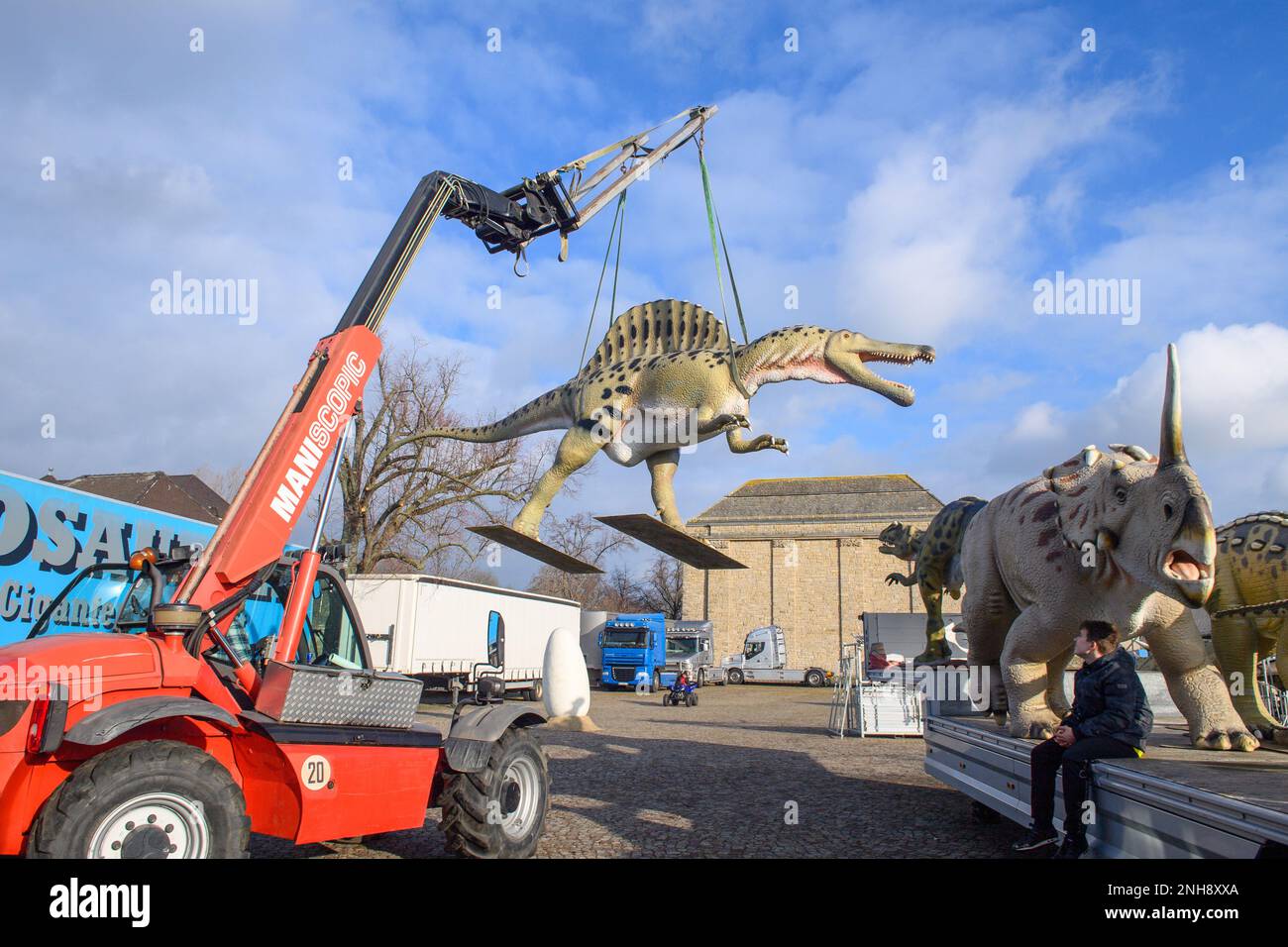 Magdeburgo, Germania. 21st Feb, 2023. Guliano Reinhard, operatore della mostra 'Dinosauri, nel regno della preistoria' utilizza un carrello elevatore per sollevare uno Spinosauro in posizione. La mostra è attualmente in fase di allestimento. Dal 25 febbraio 2023, i dinosauri modello a grandezza naturale possono essere visti su Jerichower Platz a Magdeburgo e tutto ciò che vale la pena sapere può essere scoperto. La mostra durerà fino al 12 marzo 2023. Credit: Klaus-Dietmar Gabbert/dpa/Alamy Live News Foto Stock