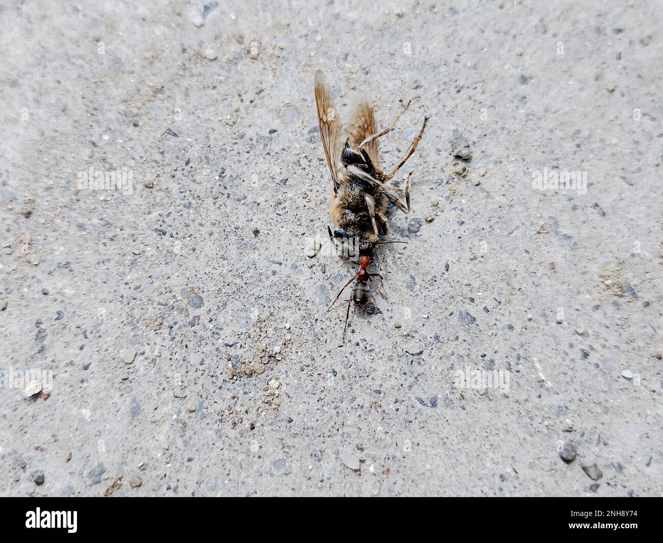 una formica tira un'ape morta Foto Stock