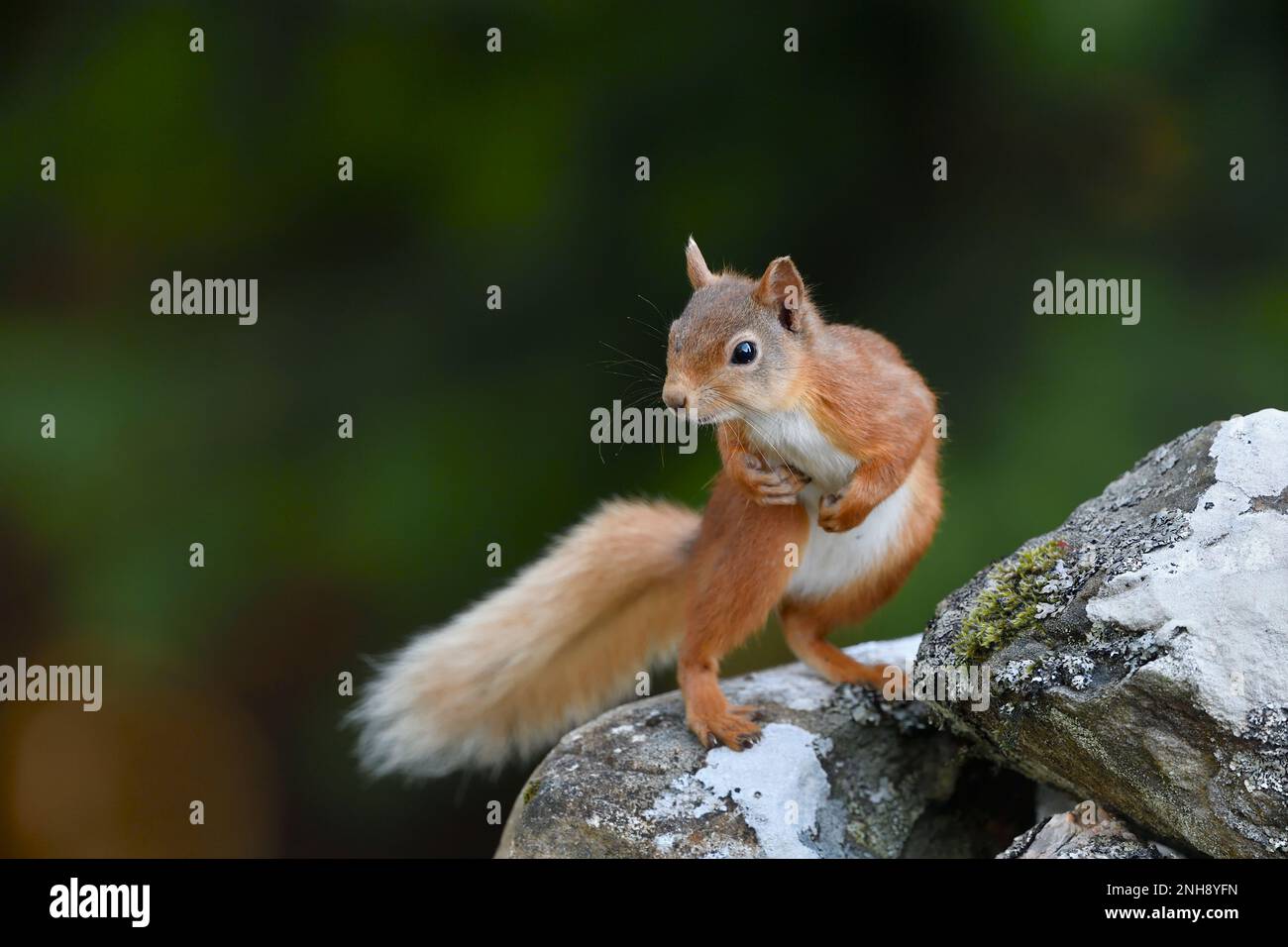 Scoiattolo rosso (Sciurus vulgaris) con coda pallida e estiva, attratto dalle arachidi lasciate sul vecchio muro di pietra arenaria sulla tenuta Aigas, Inverness-shire, Scozia, Foto Stock