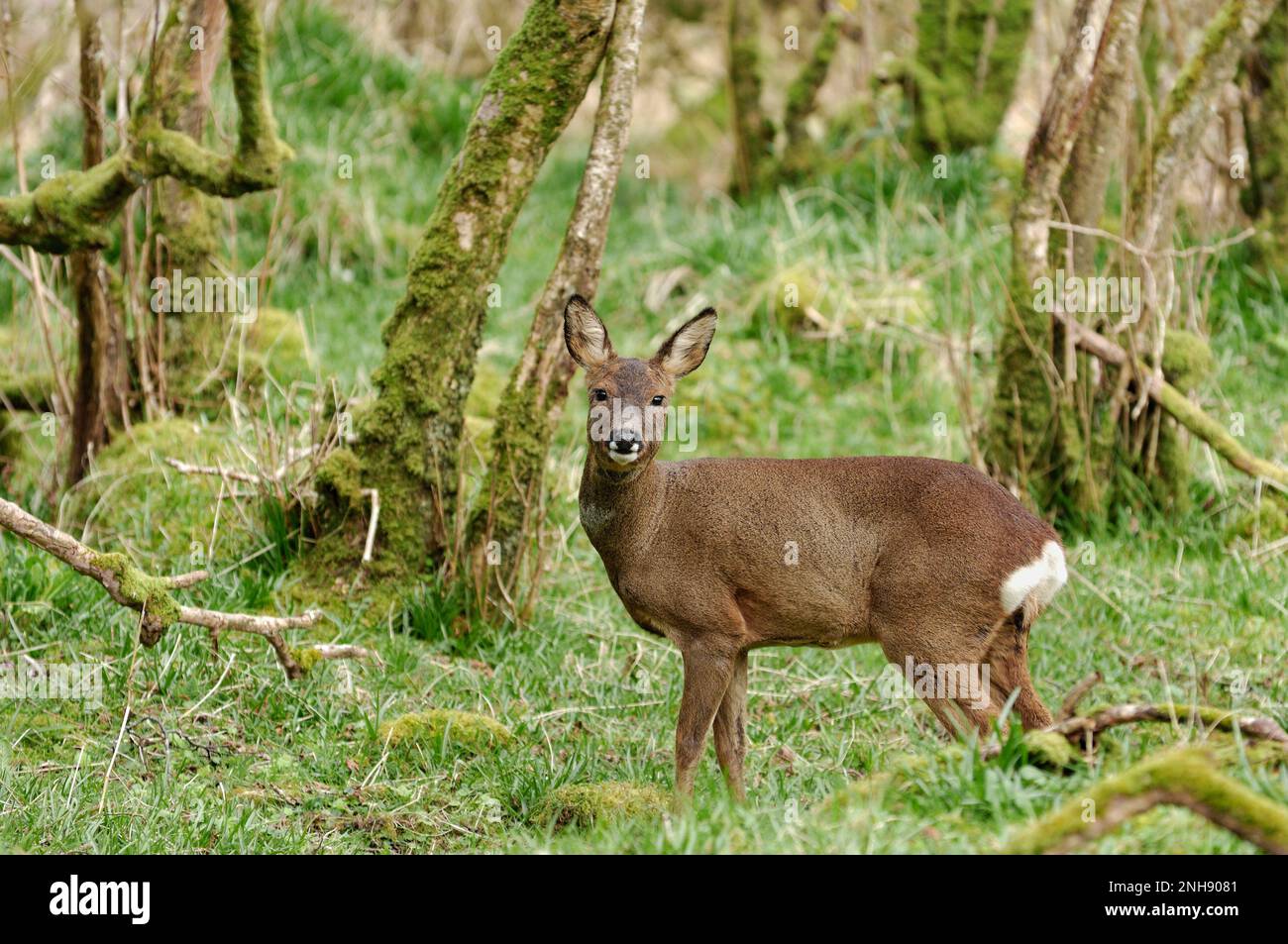 Capriolo (Capreolus capreolus) a hazelwood, RSPB Loch Gruinart Reserve, Isola di Islay, Scozia, aprile 2007 Foto Stock