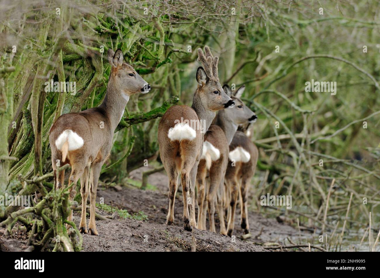 Capriolo (Capreolus capreolus) gruppo di famiglia accanto hedgerow a bordo di campo, Perthshire, Scozia, marzo 2008 Foto Stock