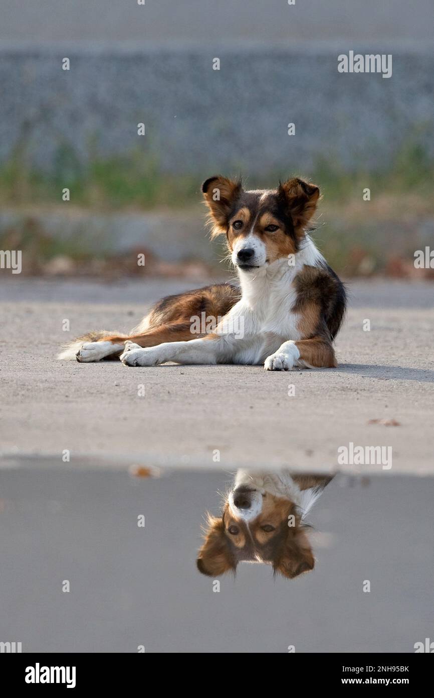 Testa del cane (Canis lupus familiaris) riflessa in budino Bulgaria BG settembre 2019 Foto Stock
