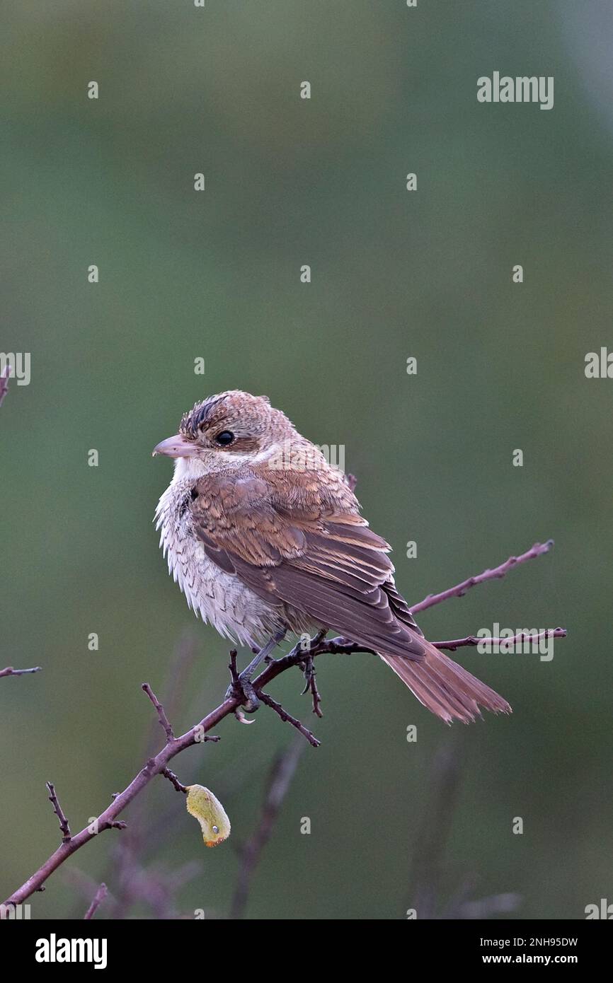 Shrike (Lanius collurio) giovane Bulgaria BG settembre 2019 Foto Stock