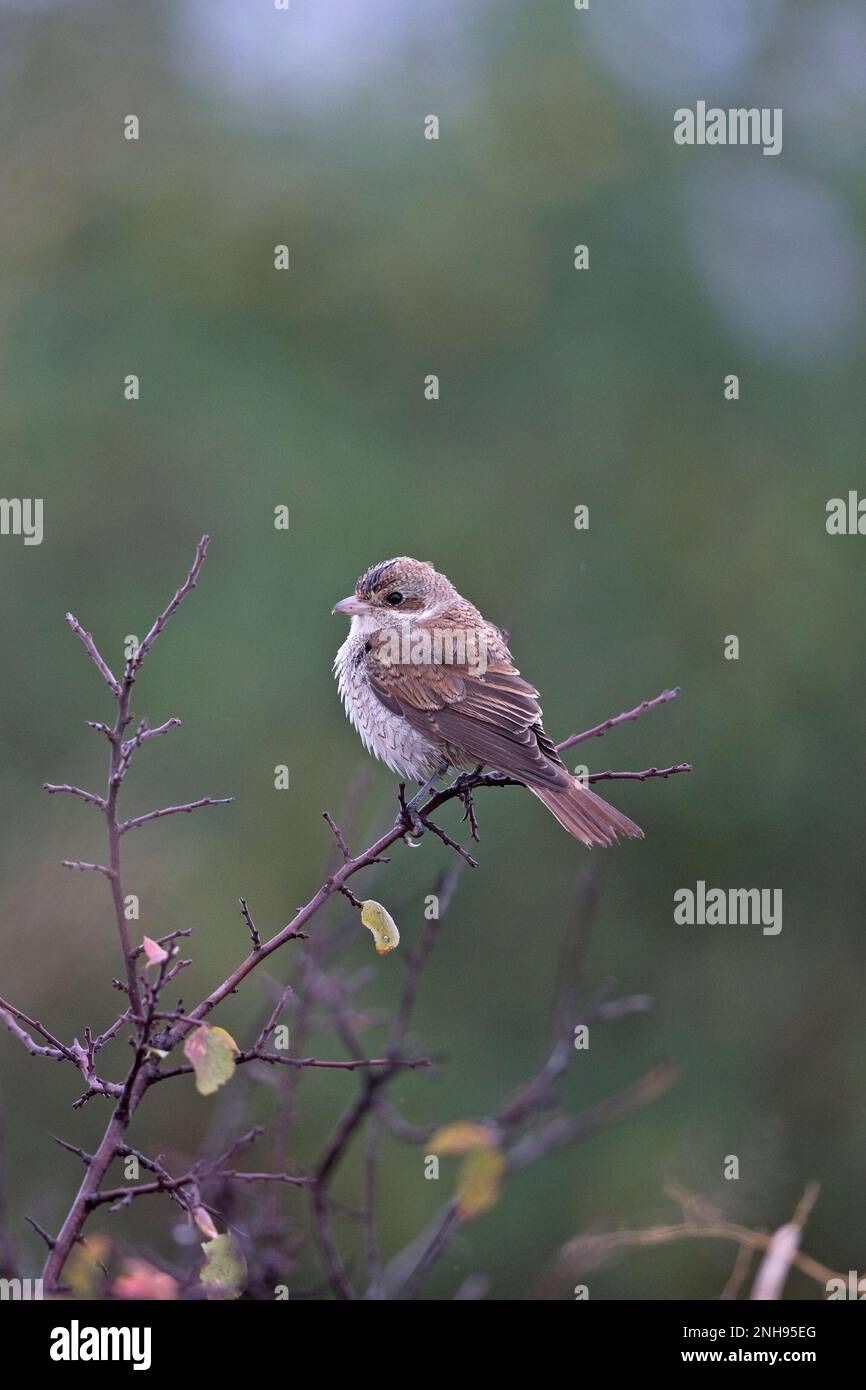 Shrike (Lanius collurio) giovane Bulgaria BG settembre 2019 Foto Stock