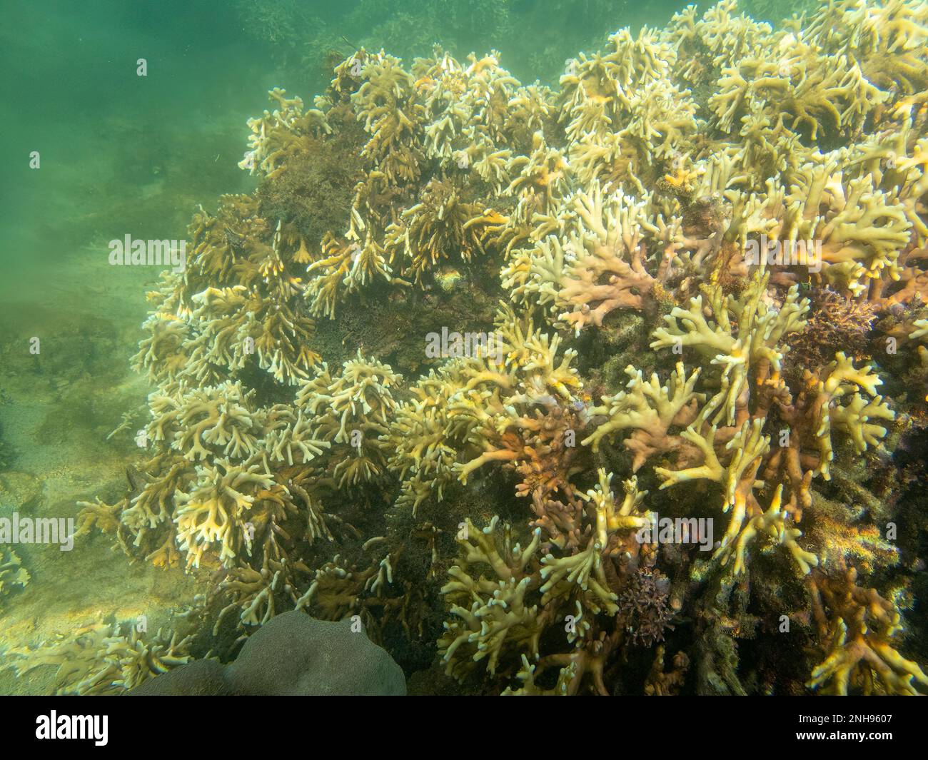 Coral Off Beach a Natiora, Nosy NATO, Madagascar Foto Stock