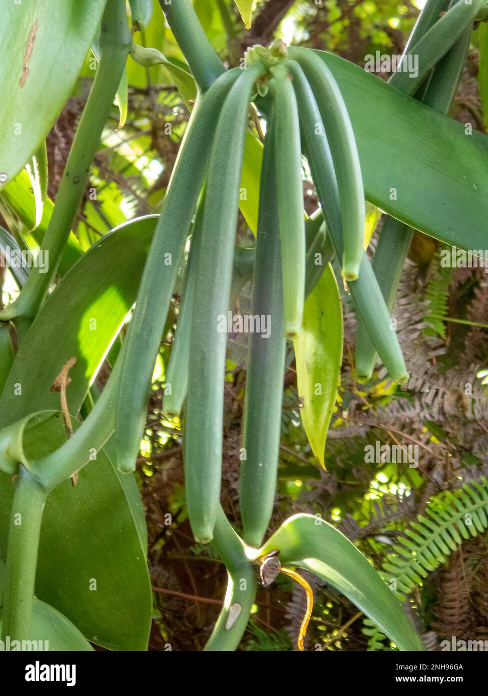 Planifolia di vaniglia, pod di vaniglia a Natiora, Nosy NATO Foto Stock