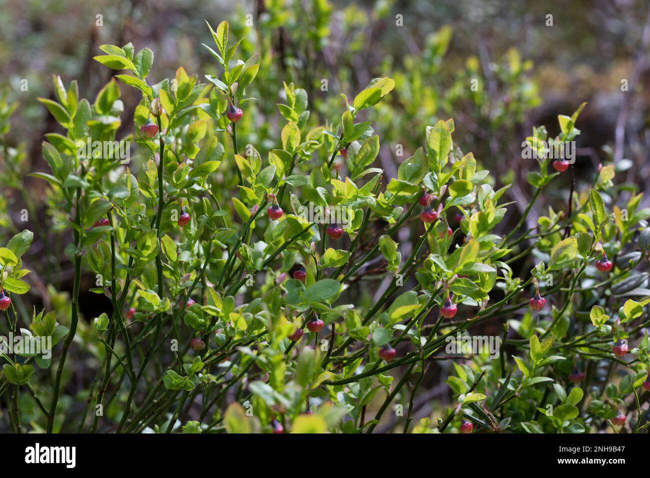 Blaubeere, Blau-Beere, Heidelbeere, Heidel-Beere, Blüten, blühend, Vaccinium myrtillus, mirtillo europeo, mirtillo, Whinberry, Whortleber Foto Stock