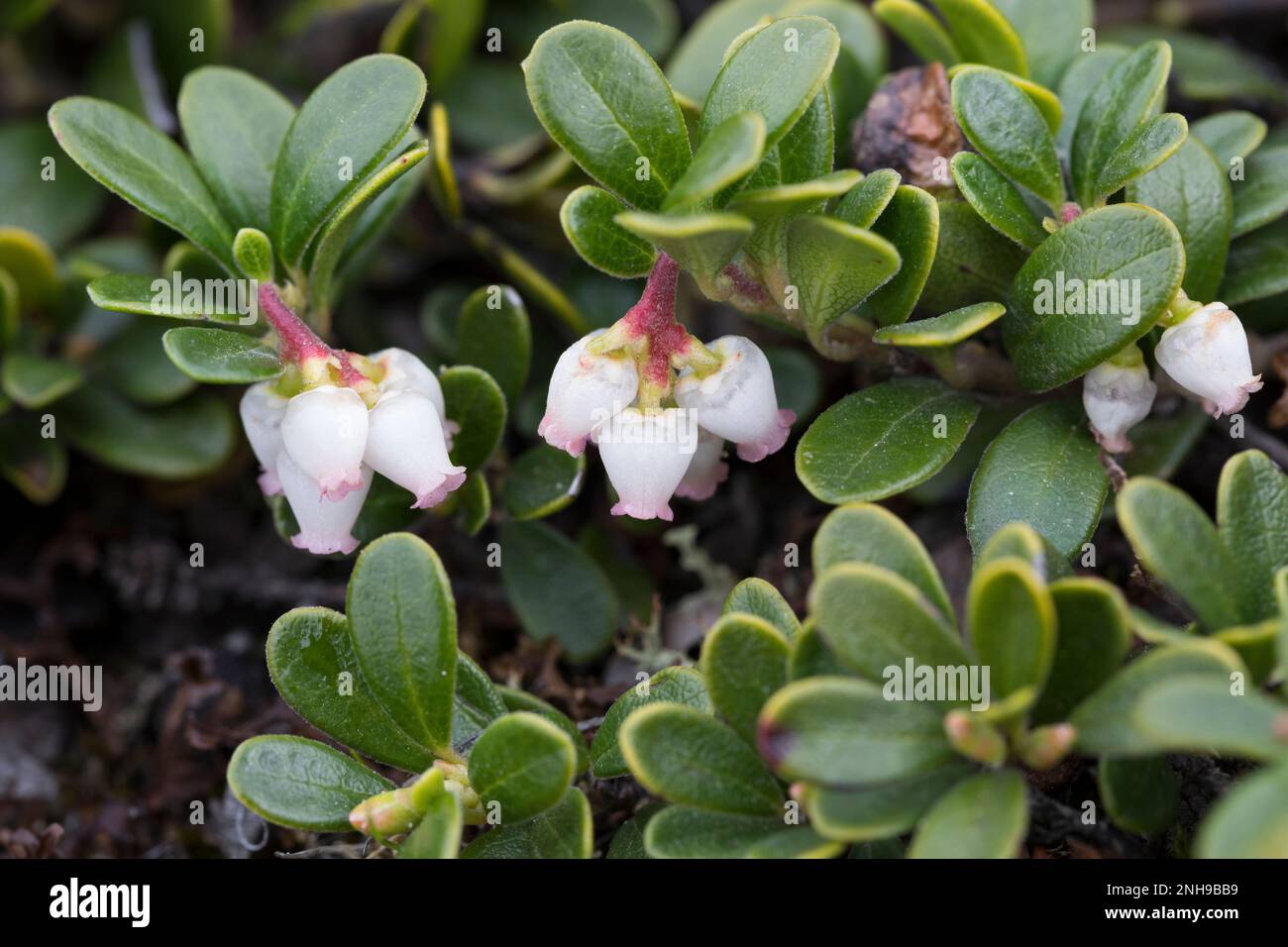 Echte Bärentraube, Immergrüne Bärentraube, Blüten, blühend, Arctostaphylos uva-ursi, Kinnikinnick, pinemat manzanita, bearberry, mirtillo di montagna, F Foto Stock