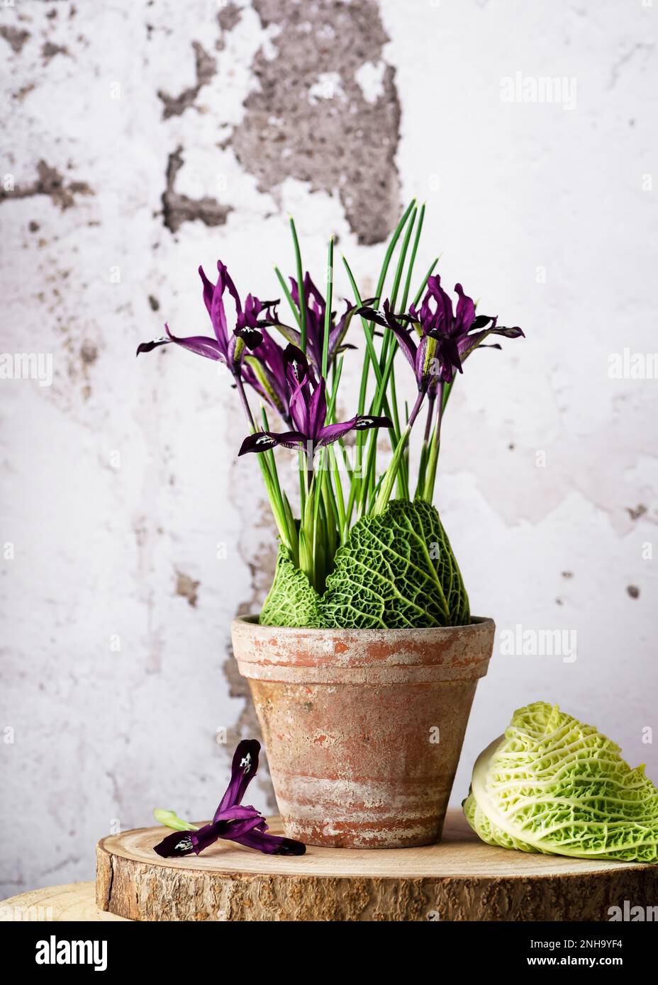 Sistemazione floristica vintage con fiori di iride viola e foglie verdi di cavolo savoia in vecchio vaso di terracotta. Decorazioni fatte in casa. Stile rustico. Foto Stock