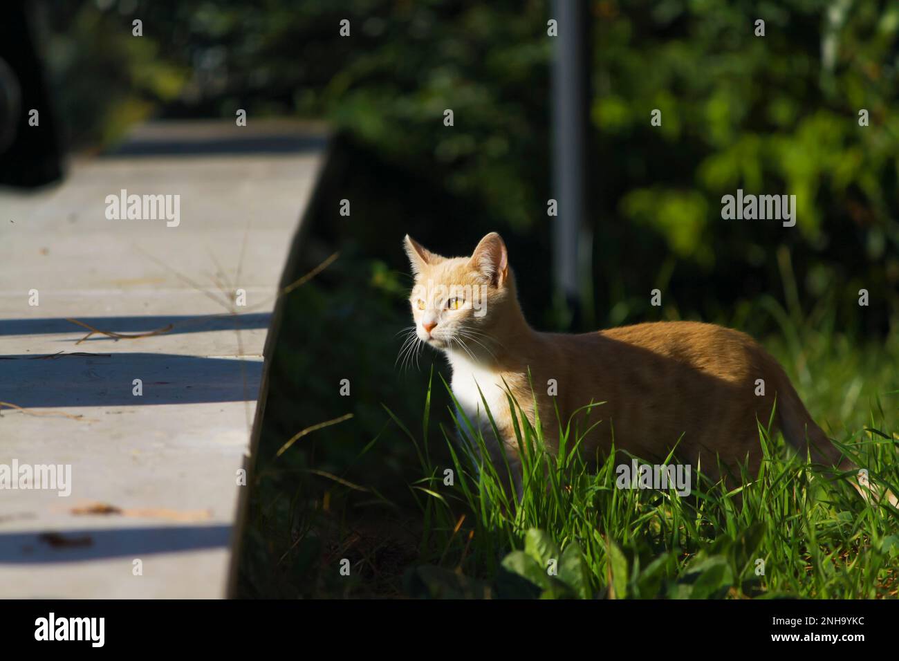 Ginger Tabby Cat esplorando nel verde erba Foto Stock