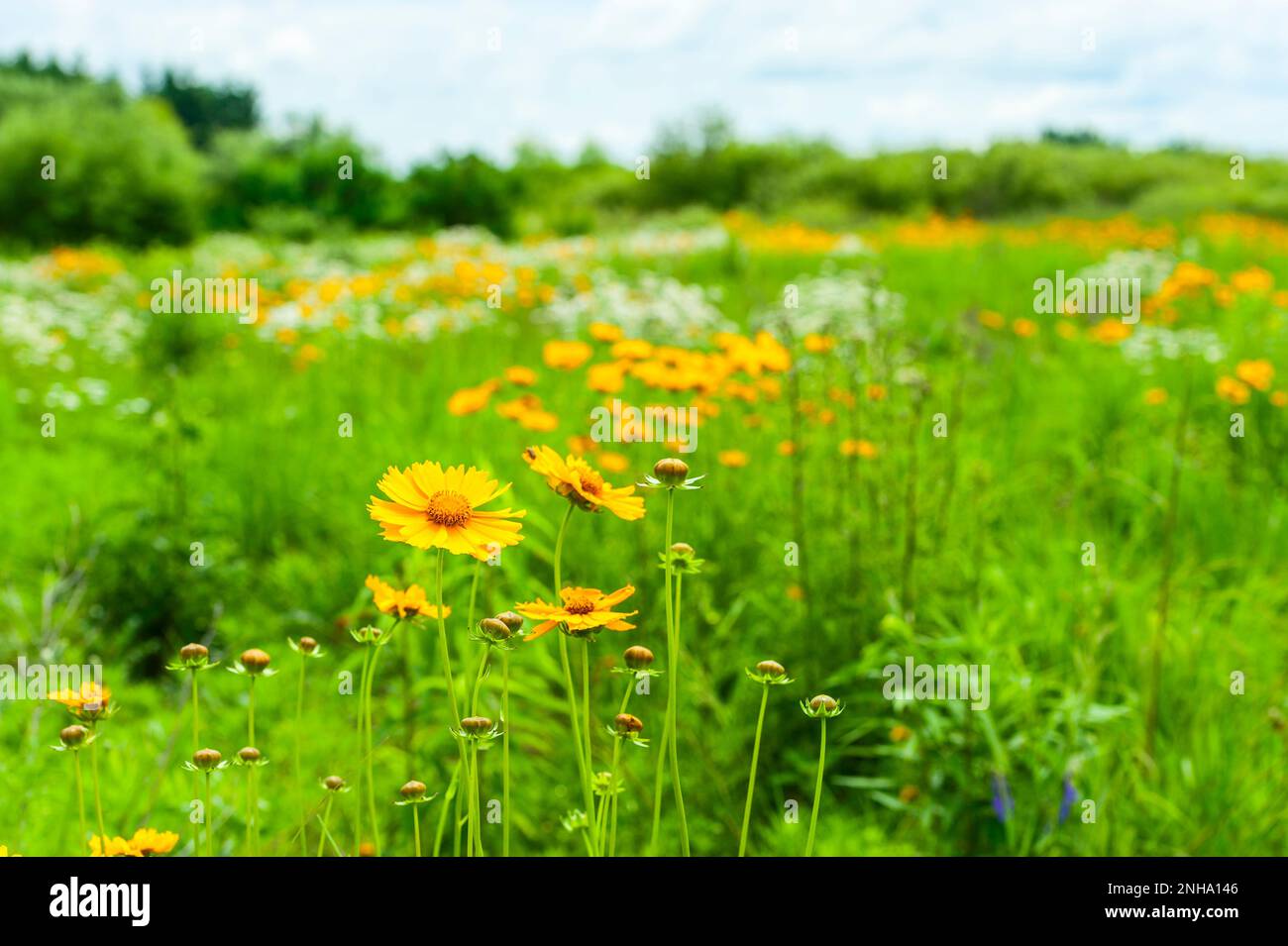 Campo di margherite selvatiche e fiori di coreopsis durante il mese di giugno nel Michigan occidentale, USA. Foto Stock