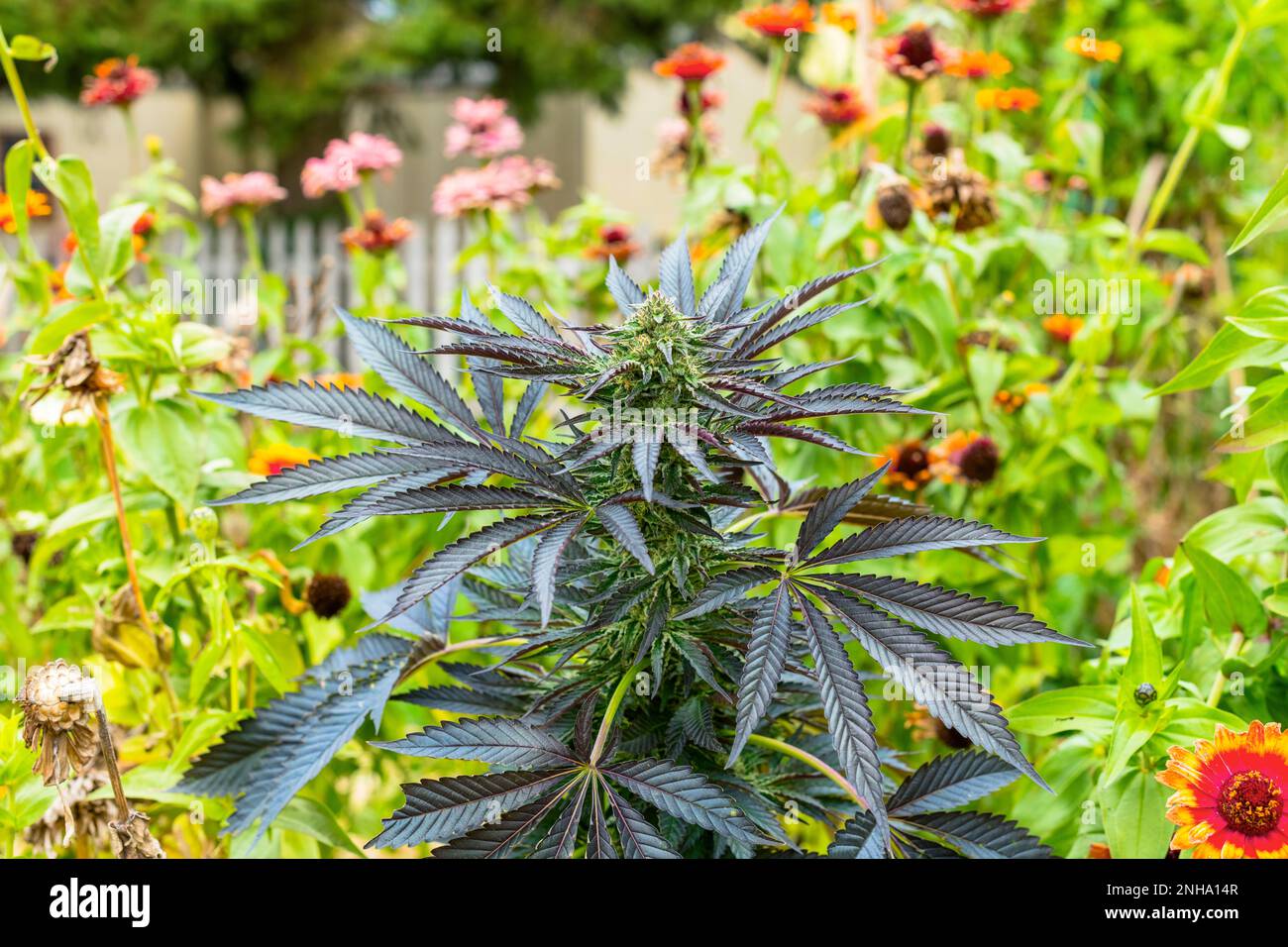 Cottage Garden con cannabis fiorita, girasoli e zinnie in Michigan, USA. Foto Stock