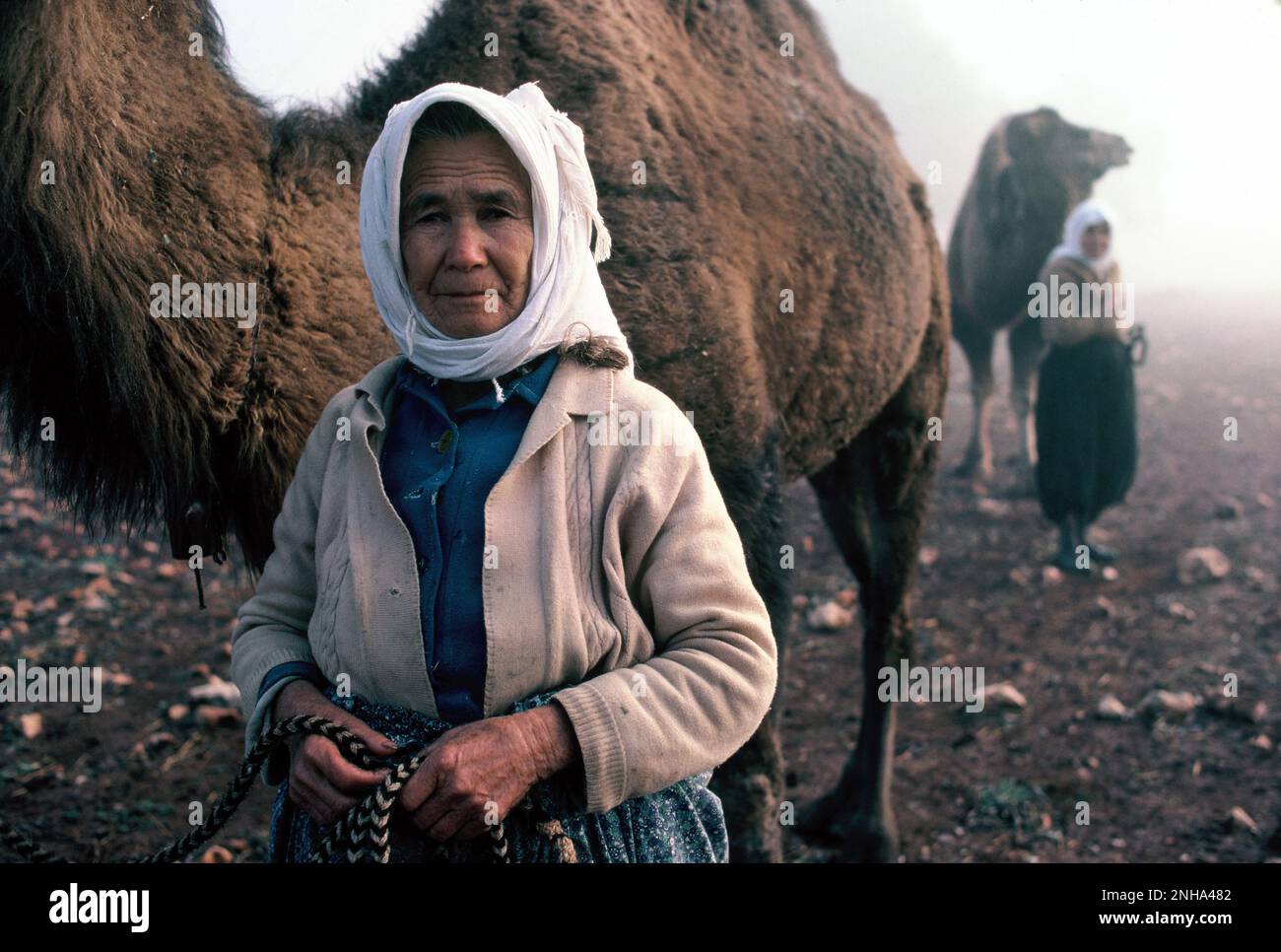 Turchia. Donne nomadi anziane leader cammelli. Foto Stock