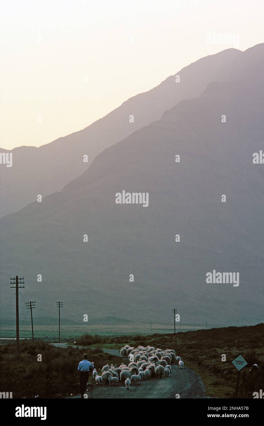 Scozia. Highlands. Coltivatore su strada di campagna con gregge di pecora. Foto Stock