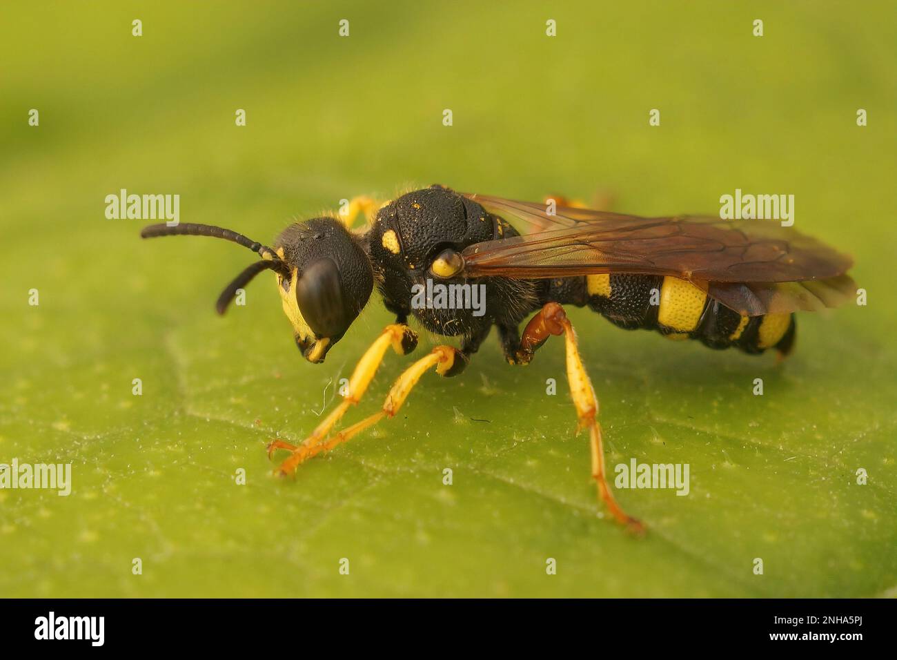 Primo piano su una vespa riccamente ricurva, Cerceris rybyensis seduta su una foglia verde nel giardino Foto Stock
