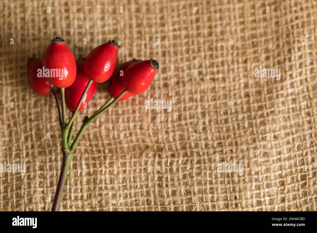 Fianchi di rosa maturi raccolti per fare conserve per l'inverno, primo piano. Mangiare sano. Foto Stock