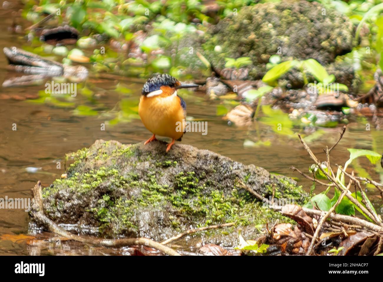 Madagascar Malachite Kingfisher, Corythornis vintsioides nel Parco Nazionale di Montagne D'Ambre Foto Stock