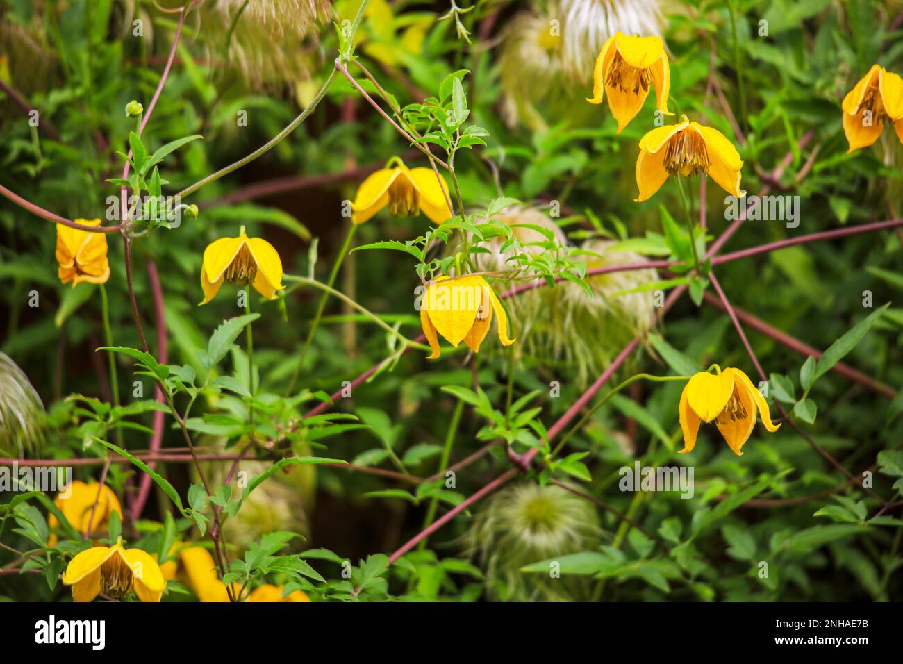 I fiori gialli e soffice teste di seme di Clematis Tangutica 'Bill Mackenzie' Foto Stock