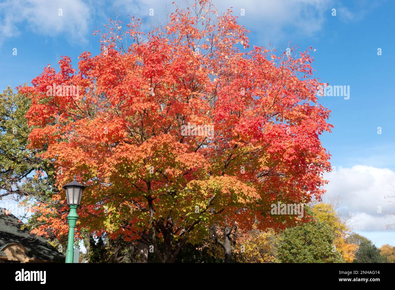 Bellissimo albero rosso di acero autunno situato North Mississippi River Boulevard River Road. St Paul Minnesota, Minnesota, USA Foto Stock