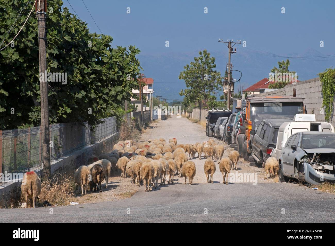 Gregge di pecore e auto relitti / auto-wracks abbandonato lungo la strada sterrata nel villaggio rurale nel nord dell'Albania Foto Stock