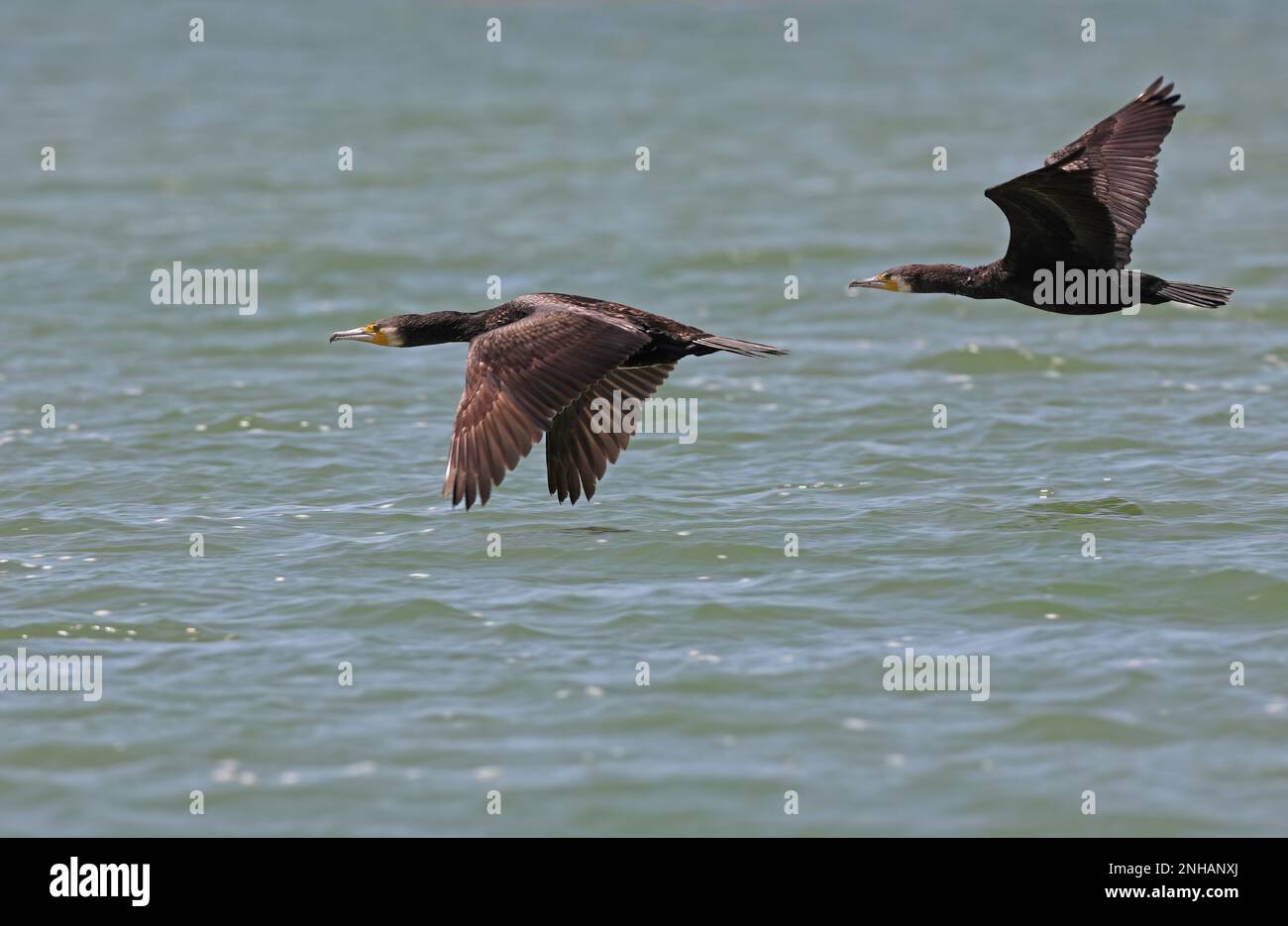 Grande Cormorano (Phalacrocorax carbo) due immature in volo sull'acqua Ria Formosa NP, Algarve, Portogallo Aprile Foto Stock