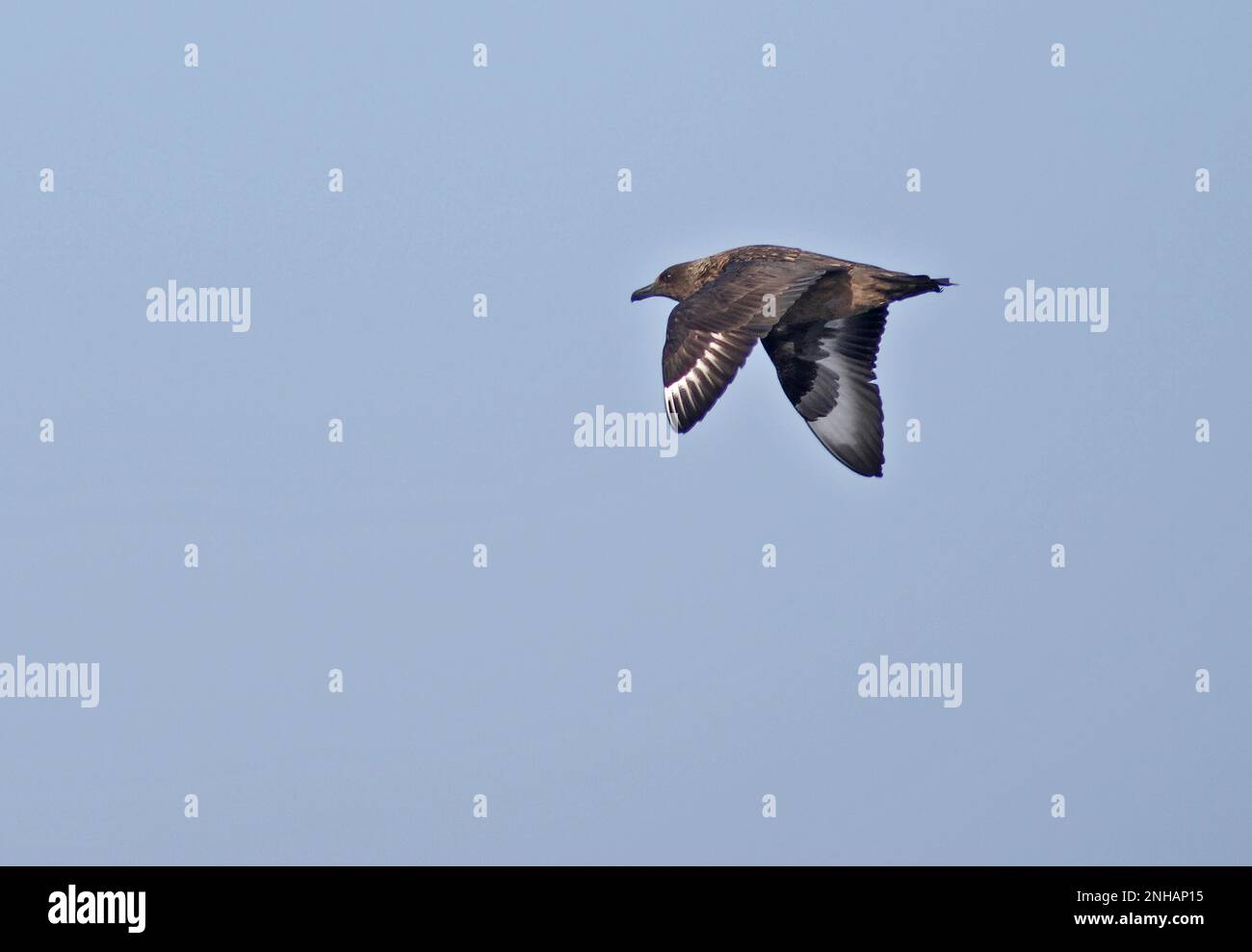 Grande Skua (Stercorarius skua) adulto in volo Algarve, Portogallo Aprile Foto Stock