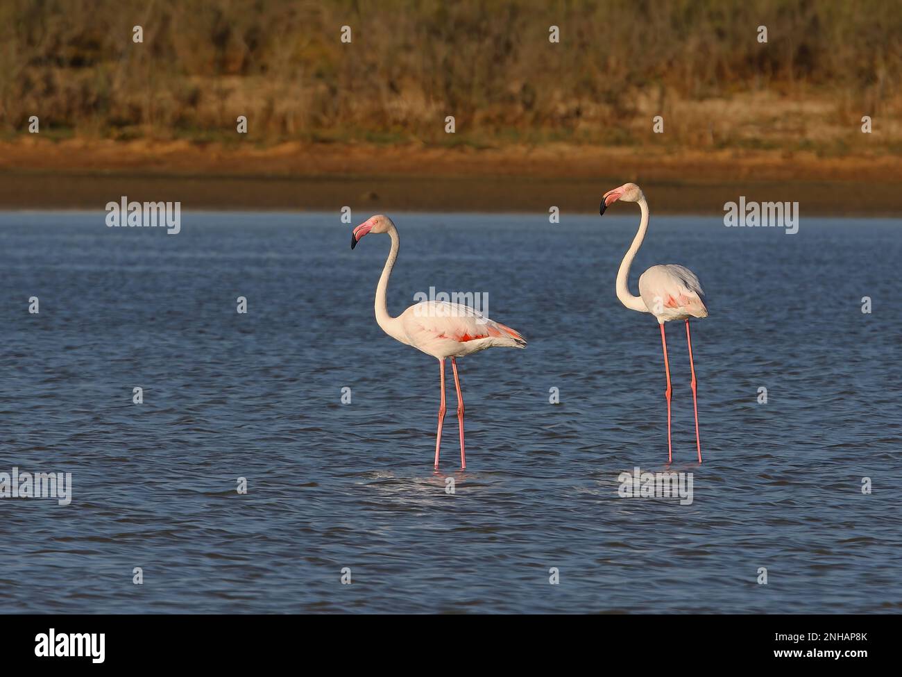 Flamingo maggiore (Phoenicopterus ruber) due adulti in piedi in laguna Lagoa dos Salgados, Algarve, Portogallo Aprile Foto Stock