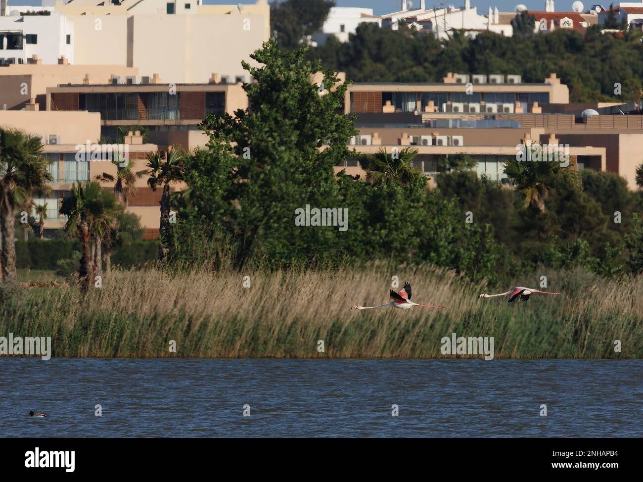 Greater Flamingo (Phoenicopterus ruber) due adulti che volano in località Lagoa dos Salgados, Algarve, Portogallo Aprile Foto Stock