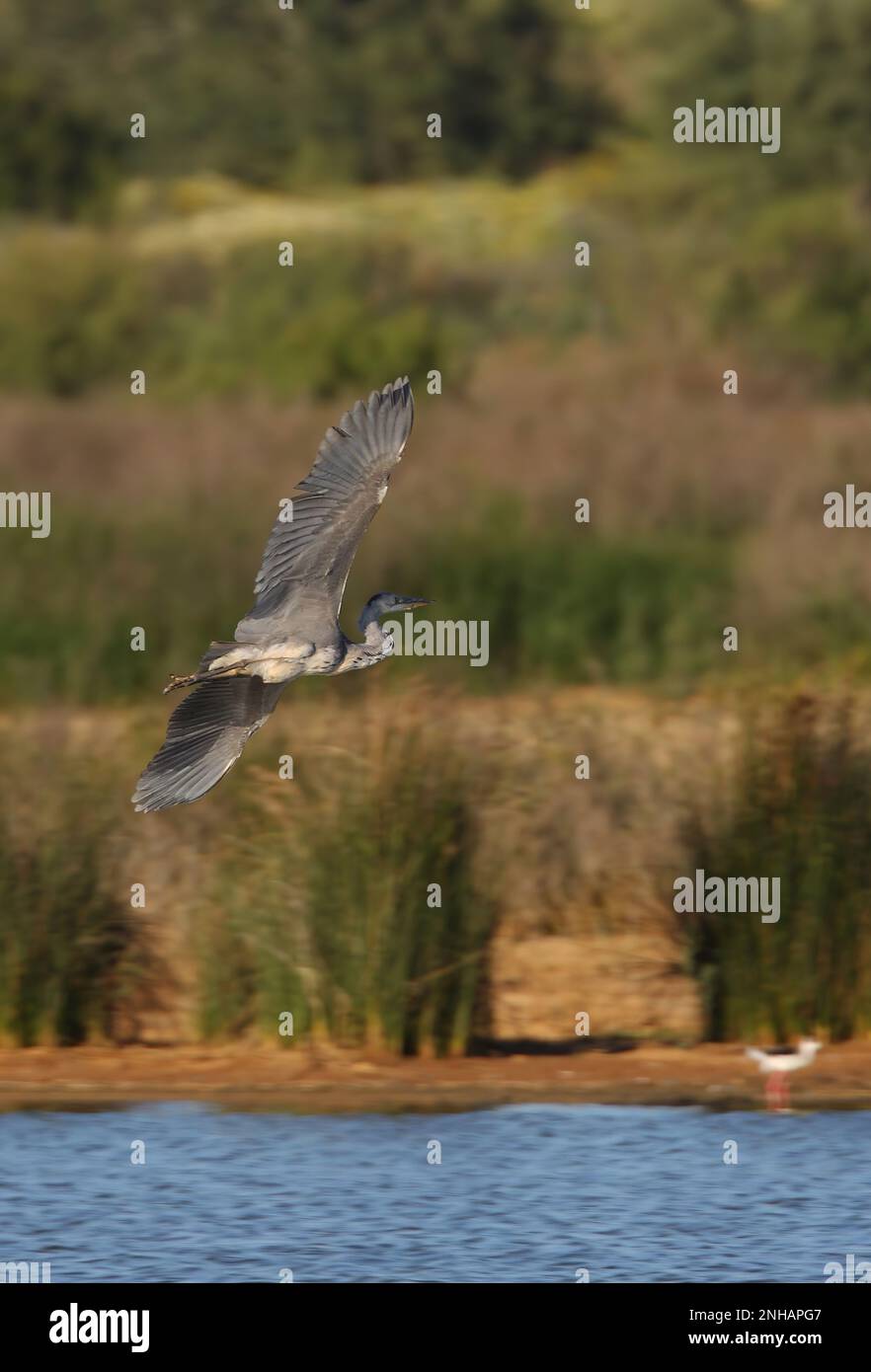 Airone grigio (Ardea cinerea) immaturo atterrare sulla laguna costiera Lagoa dos Salgados, Algarve, Portogallo Aprile Foto Stock