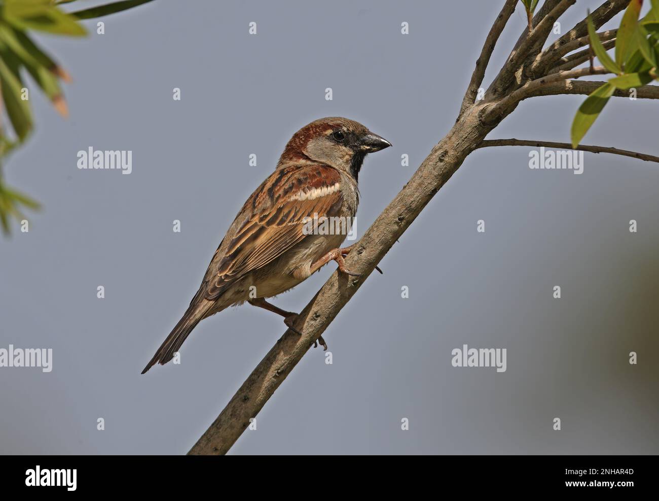 Casa Sparrow (Passer domesticus) adulto maschio arroccato sul ramo Ria Formosa NP, Algarve, Portogallo Aprile Foto Stock