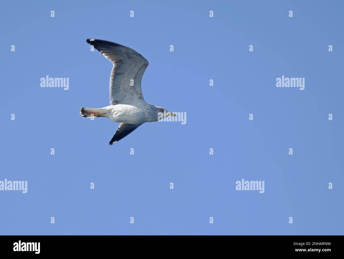 Gull nero-backed minore (Larus fuscus) immaturo in volo Algarve, Portogallo Aprile Foto Stock