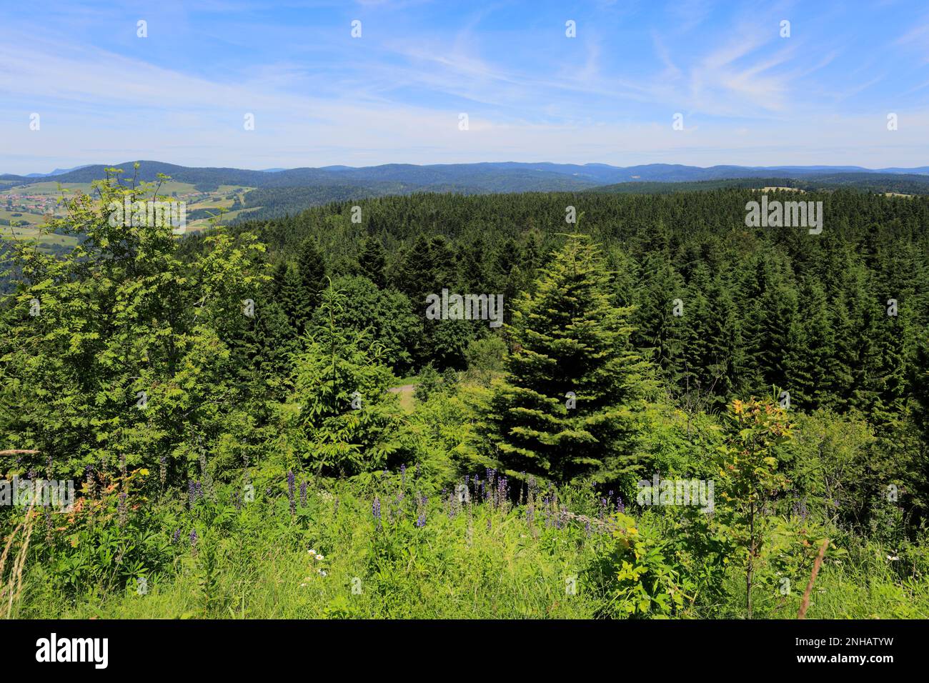 Estate vista sulla Foresta Nera vicino a Todtmoos town, Baden-Wuerttemberg, Germania, Europa Foto Stock