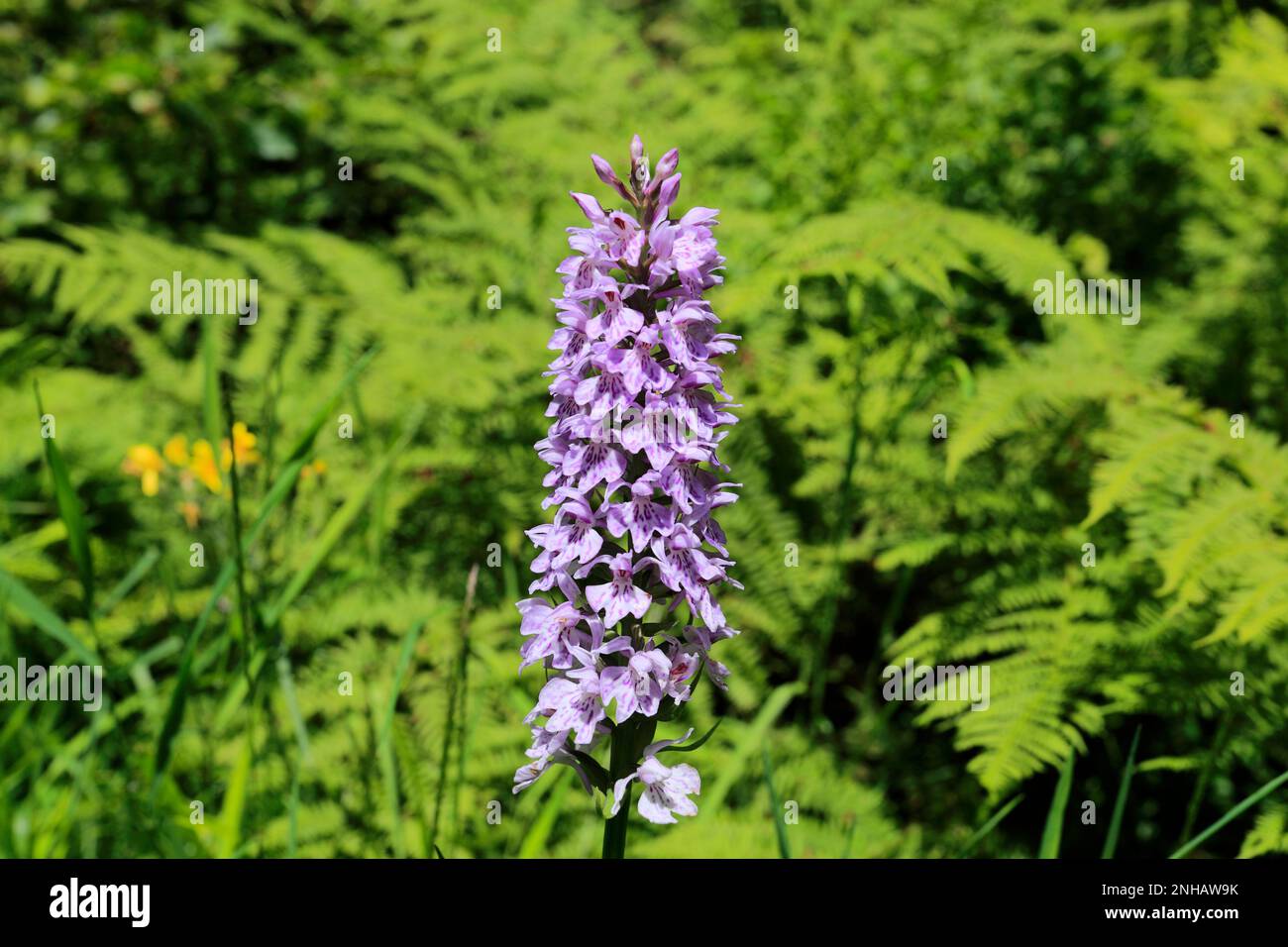 Orchidea comune, Foresta Nera vicino a Todtmoos town, Baden-Wuerttemberg, Germania, Europa Foto Stock